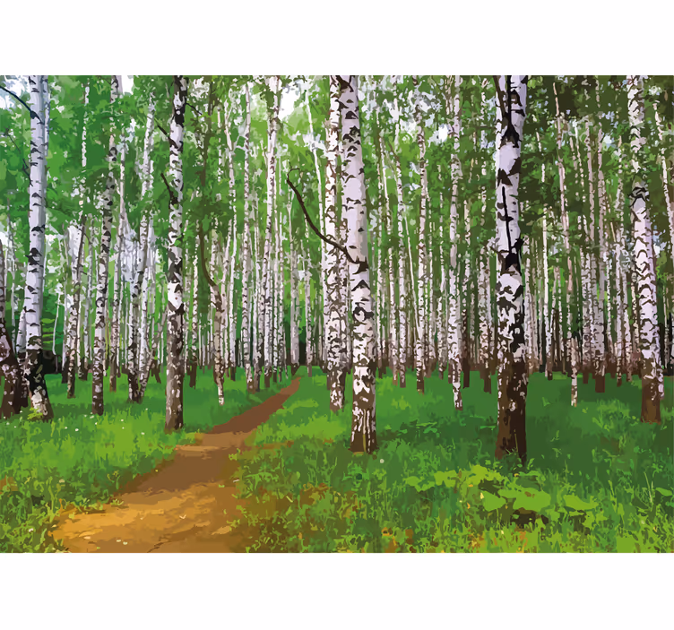 Fototapete natur birkenwaldweg - TenStickers