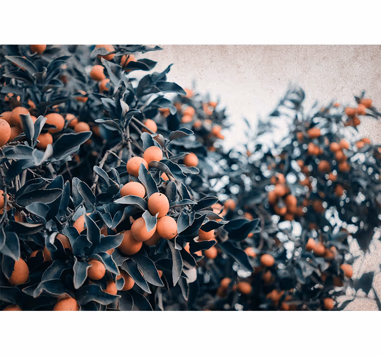 Fototapete blumen zitrusfruchtzweig - TenStickers