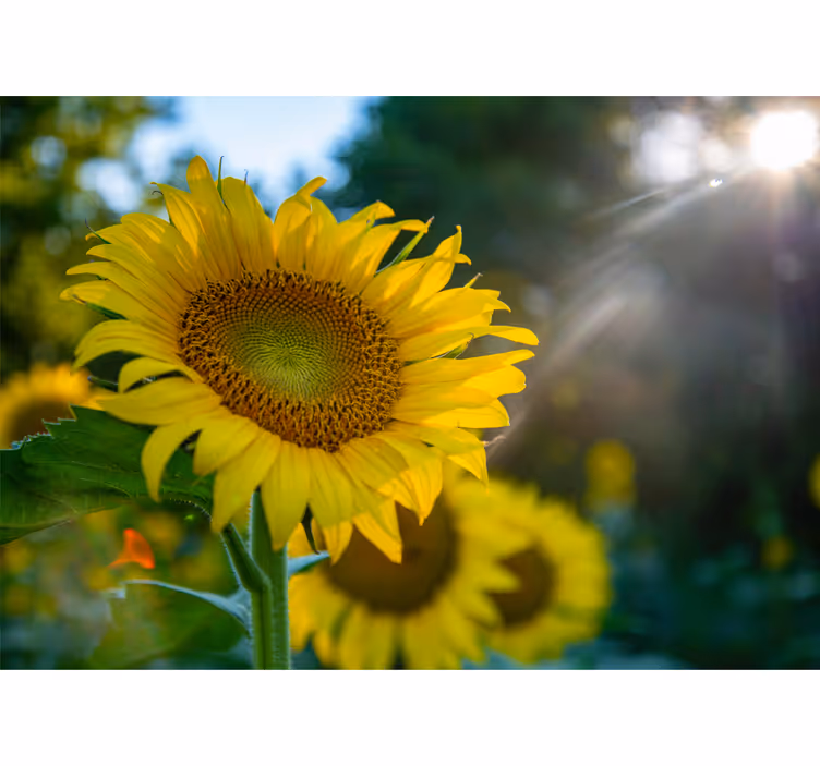 Fototapete blumen sonnenblumen leuchtend bright - TenStickers