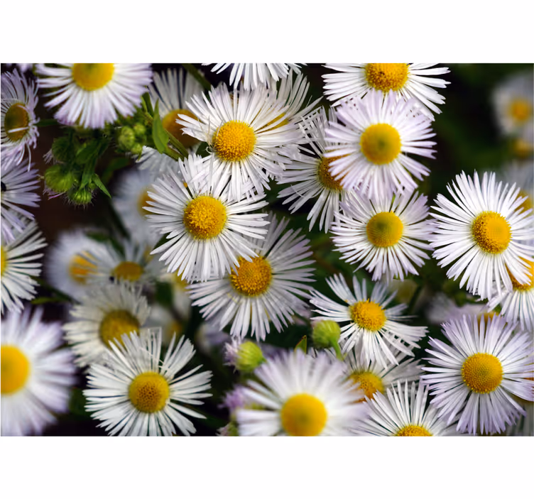 Fototapete blumen charmante weiße gänseblümchen - TenStickers