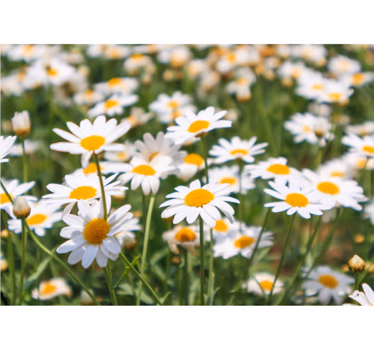 Fototapete blumen gänseblümchen leuchtend blühend - TenStickers