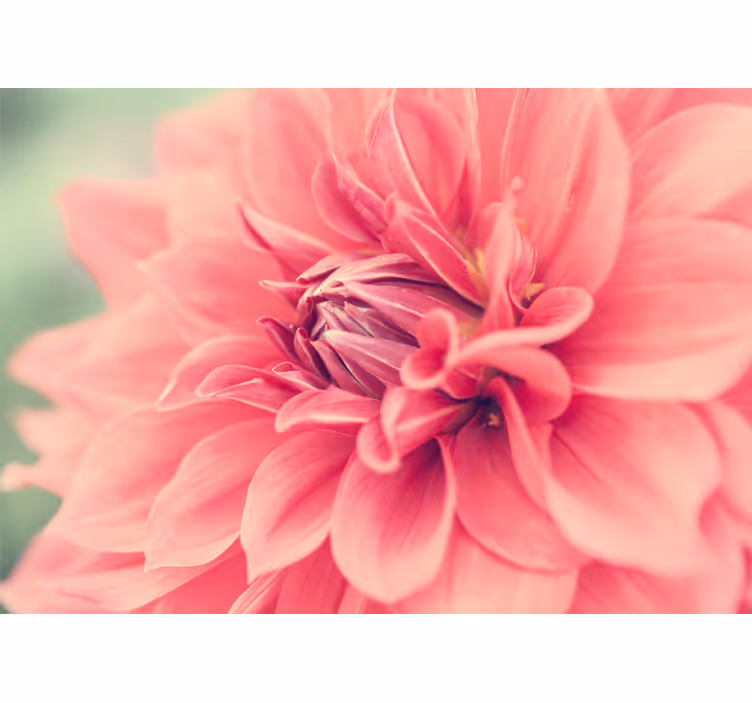Fototapete blumen lebendige pinke blüten - TenStickers