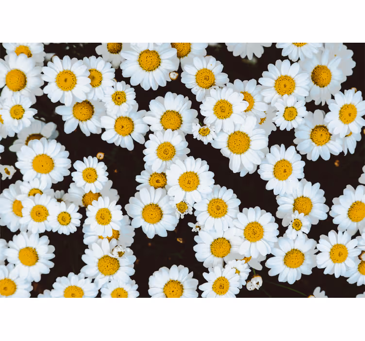 Fototapete blumen kamille blumenmuster - TenStickers