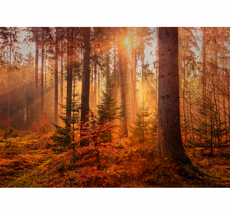 Fototapete wald strahlende waldbeleuchtung - TenStickers