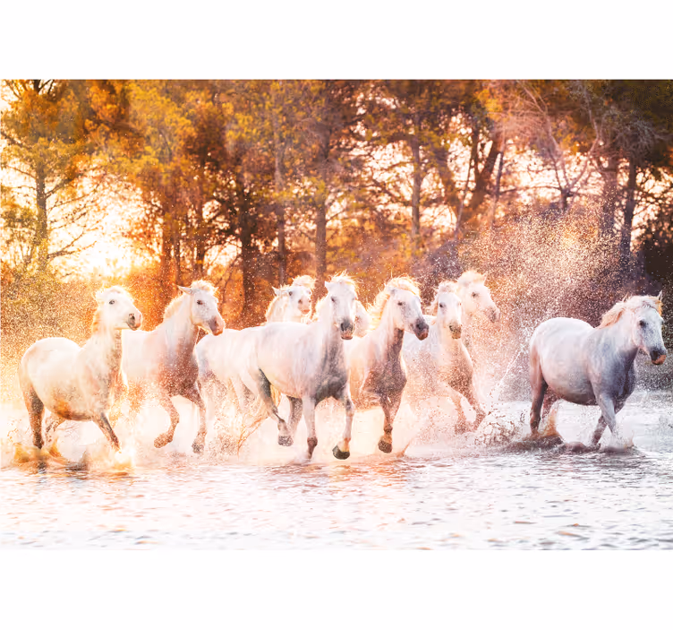 Fototapete Tiere Wilde pferde warmer sonnenuntergangsblick - TenStickers