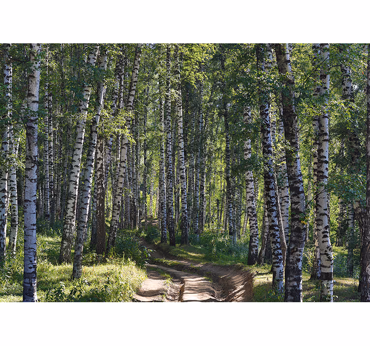 Fototapete natur friedlicher birkenwald - TenStickers