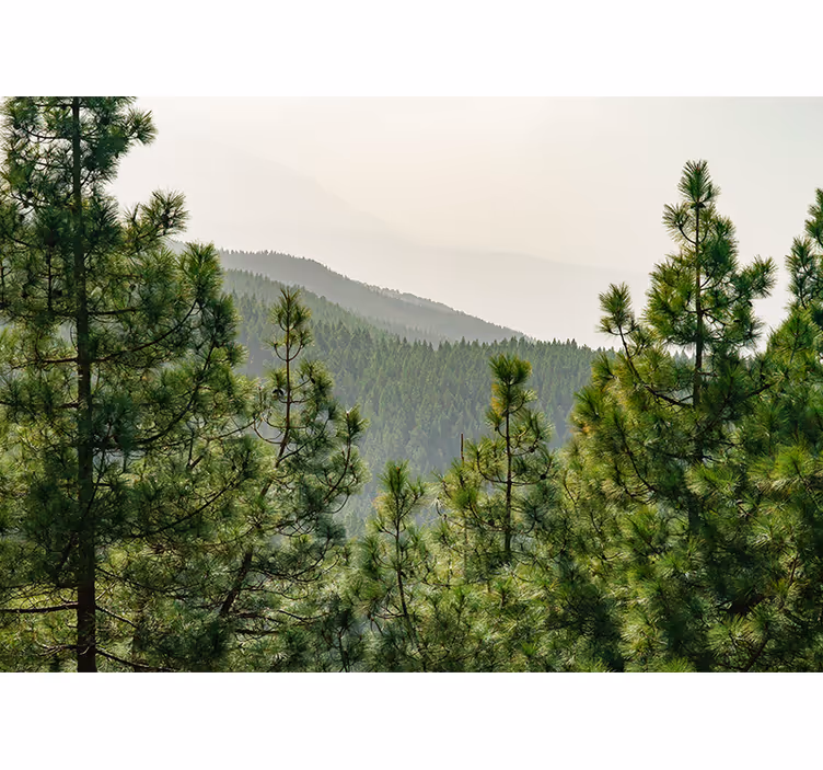Fototapete natur üppige grüne landschaft - TenStickers
