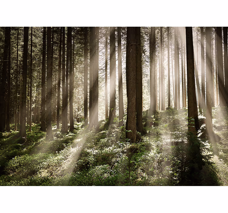 Fototapete wald mit leuchtenden lichtstrahlen - TenStickers