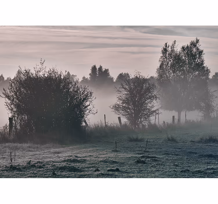 Fototapete natur nebeliger waldlandschaft - TenStickers