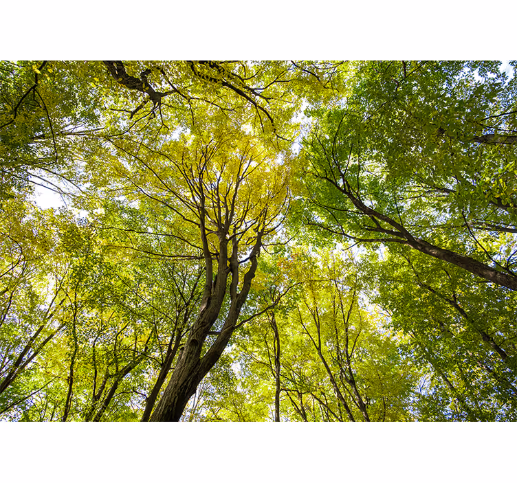 Fototapete natur üppiges walddach - TenStickers