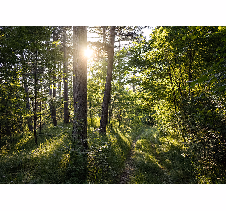 Fototapete natur leuchtender waldweg - TenStickers