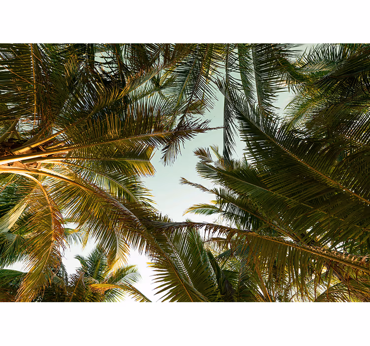 Fototapete natur tropischer palmendach - TenStickers