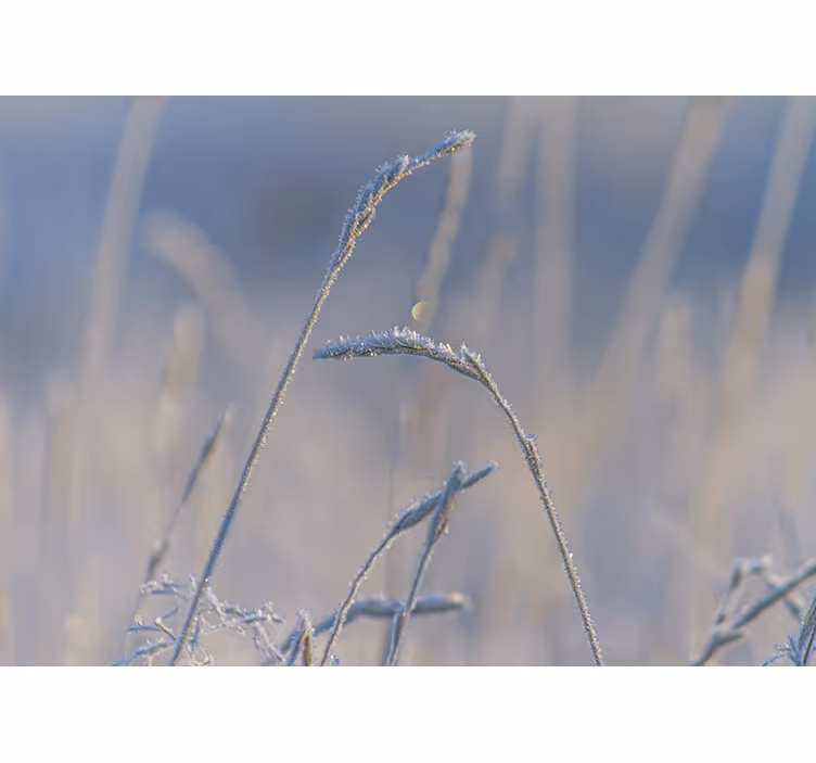 Fototapete natur frostige grashalme - TenStickers