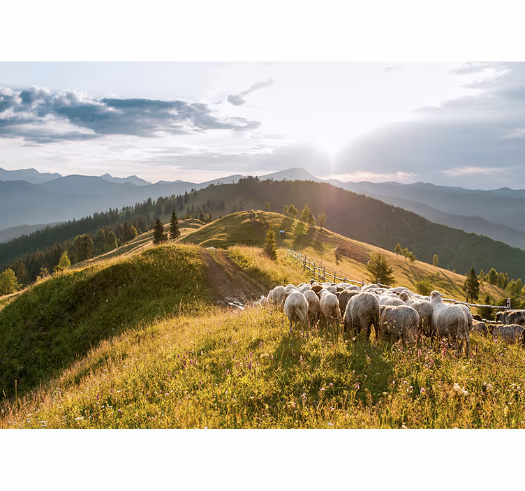 Fototapete landschaften schafe auf der anhöhe - TenStickers
