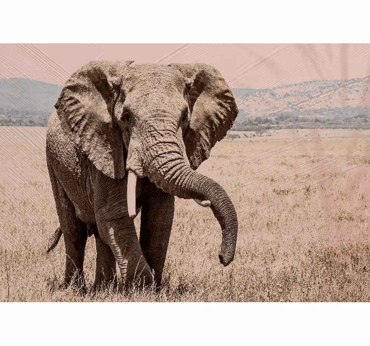 Fototapeten tiere regal elefant aura - TenStickers