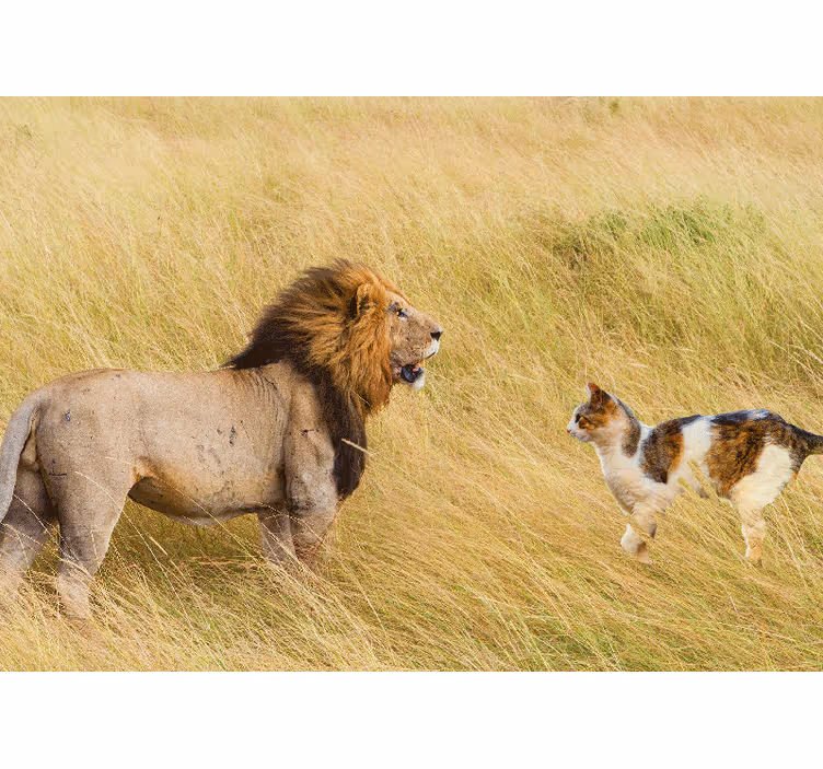Fototapete löwe begegnung mit katze - TenStickers