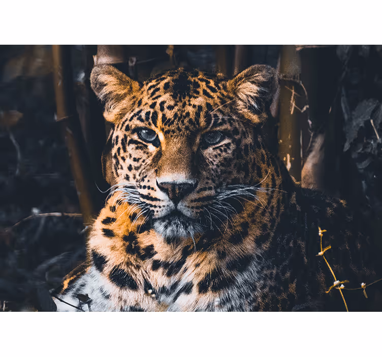 Fototapete afrikanisch Atemberaubende wild lebende leoparden - TenStickers