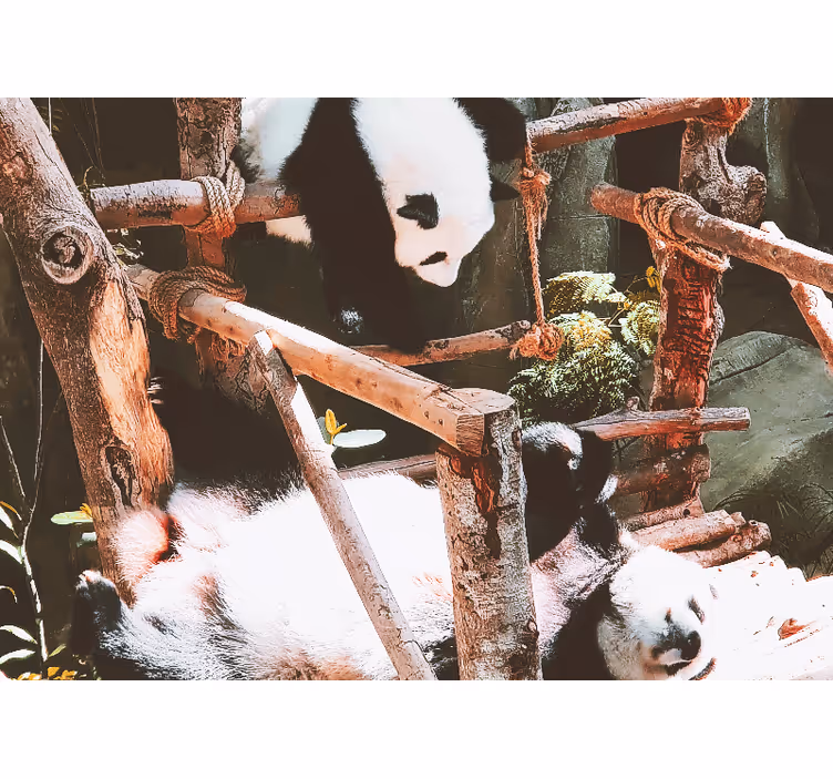 Fototapete tiere pandas beim spielen - TenStickers