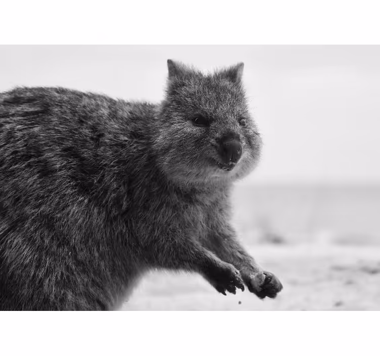 Fototapete tiere nahaufnahme wombat ausdruck - TenStickers
