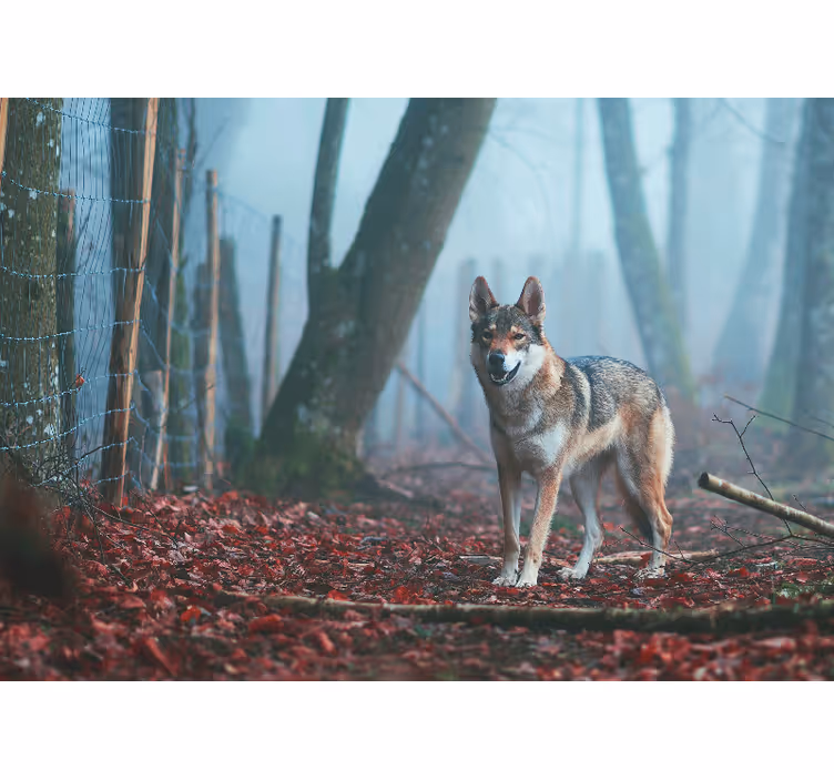 Fototapete tiere wolf im nebligen wald - TenStickers
