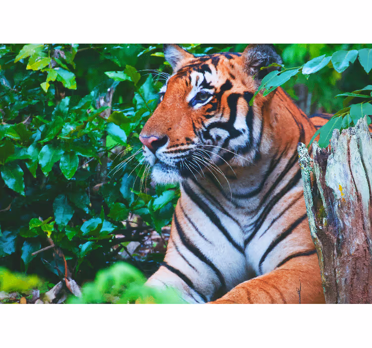 Fototapete dschungel majestätischer tigerblick - TenStickers