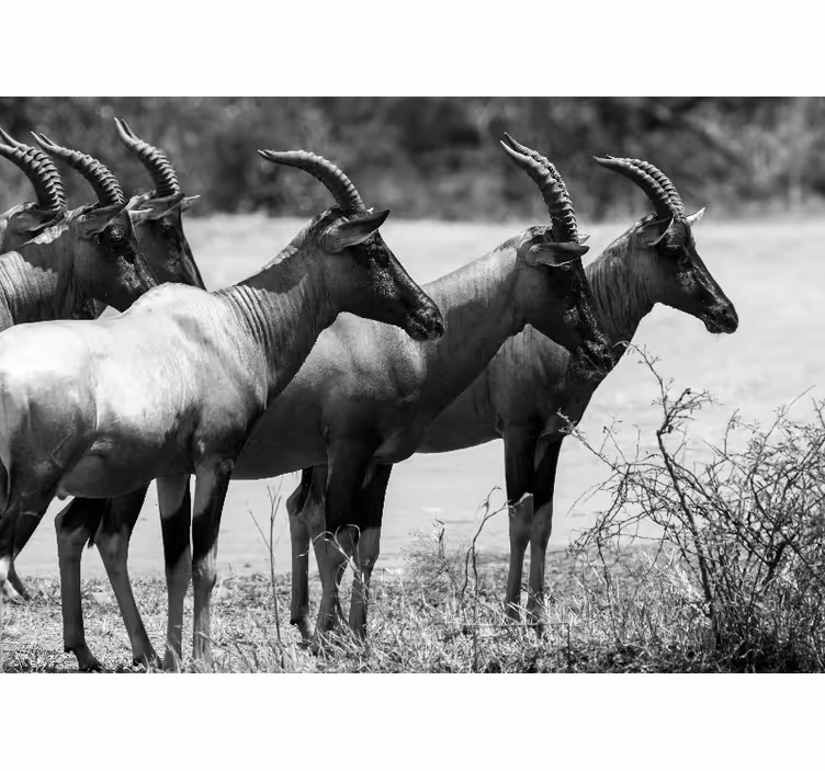 Fototapete tiere antilopenherde aus afrika - TenStickers