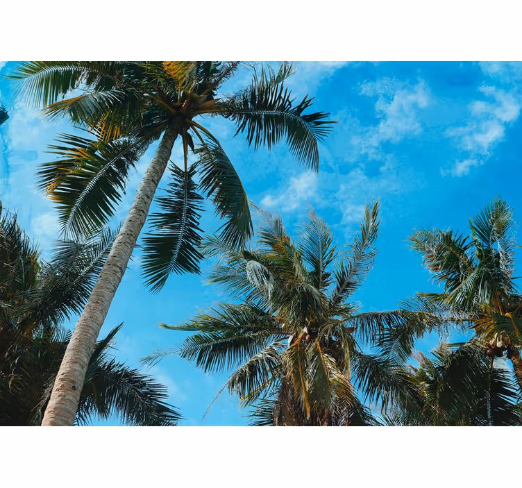 Fototapete natur palmen am himmel - TenStickers