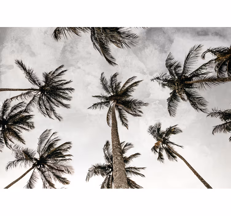 Fototapete natur palmbaum-dach - TenStickers