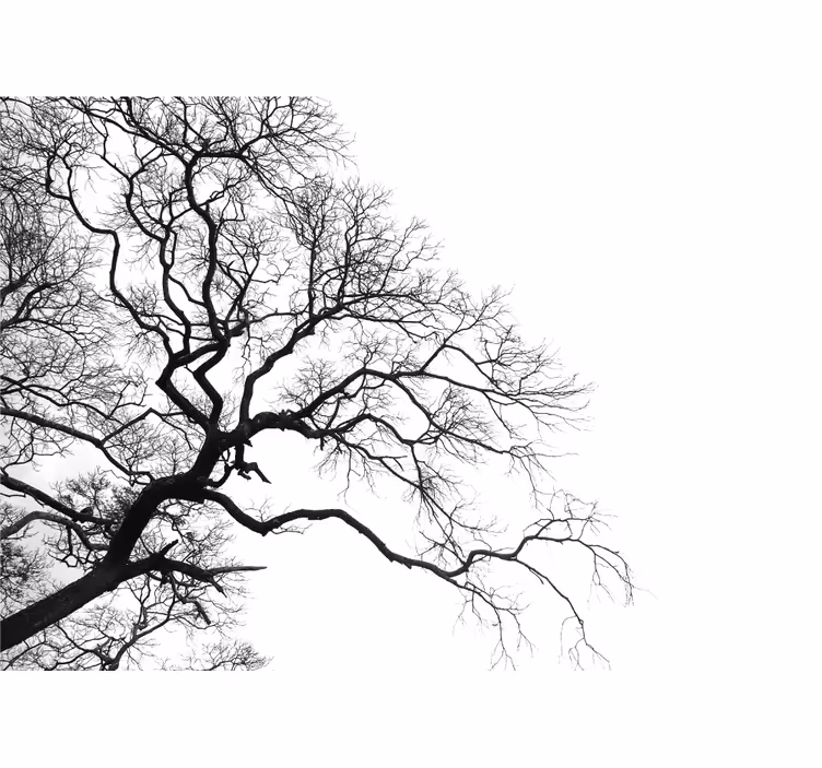 Fototapete baum mit silhouette von kahlen Ästen - TenStickers