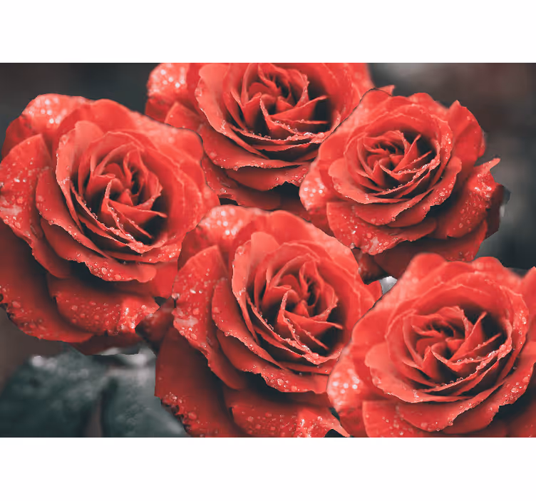 Fototapete blumen in leuchtenden roten rosen - TenStickers