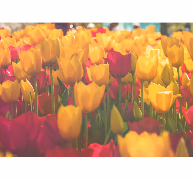 Fototapete blumen tulpenblütenfelder - TenStickers