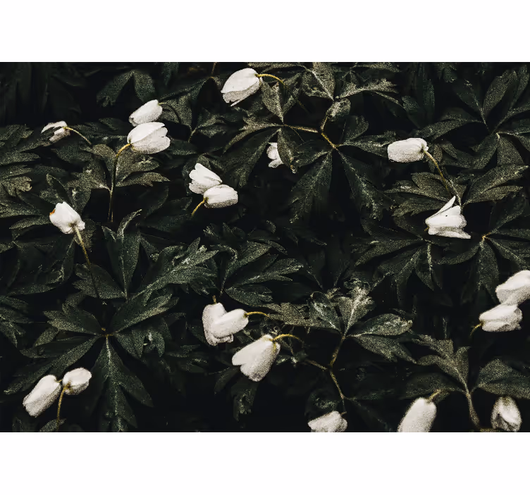 Fototapete blumen zarte weiße blumen - TenStickers