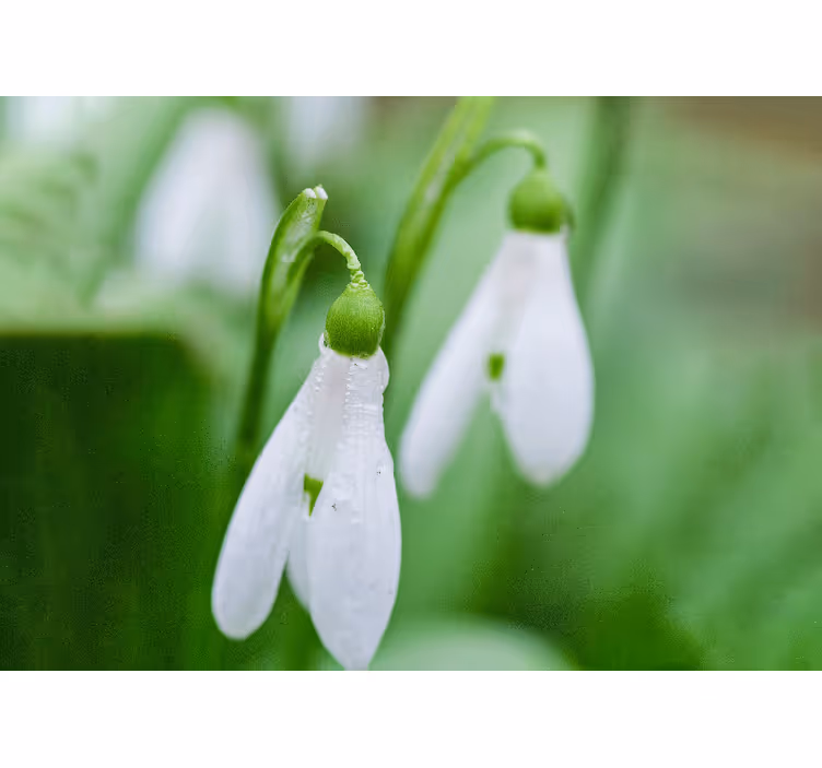 Fototapete blumen schneeglöckchen eleganz - TenStickers