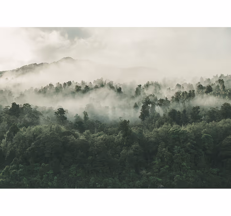 Fototapete natur nebelwald landschaft - TenStickers