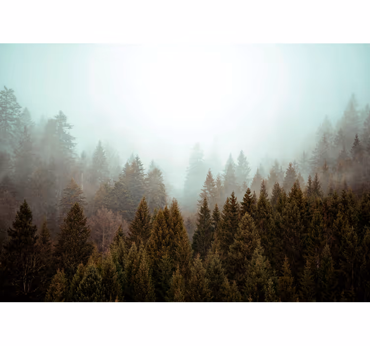 Fototapete wald nebeliger immergrünwald - TenStickers