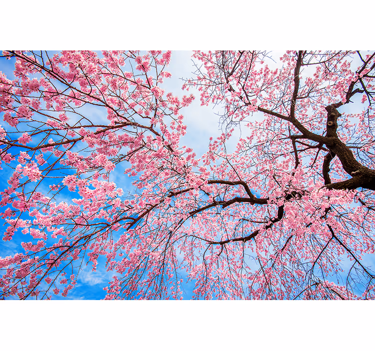 Fototapete blumen mit blühenden kirschblüten - TenStickers