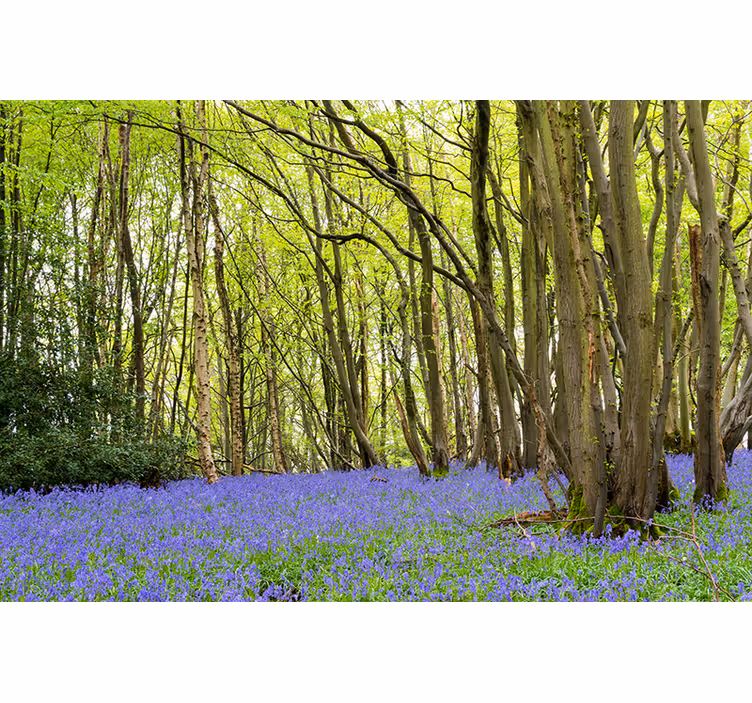 Fototapete wald mit lebendigen grünen bäumen - TenStickers