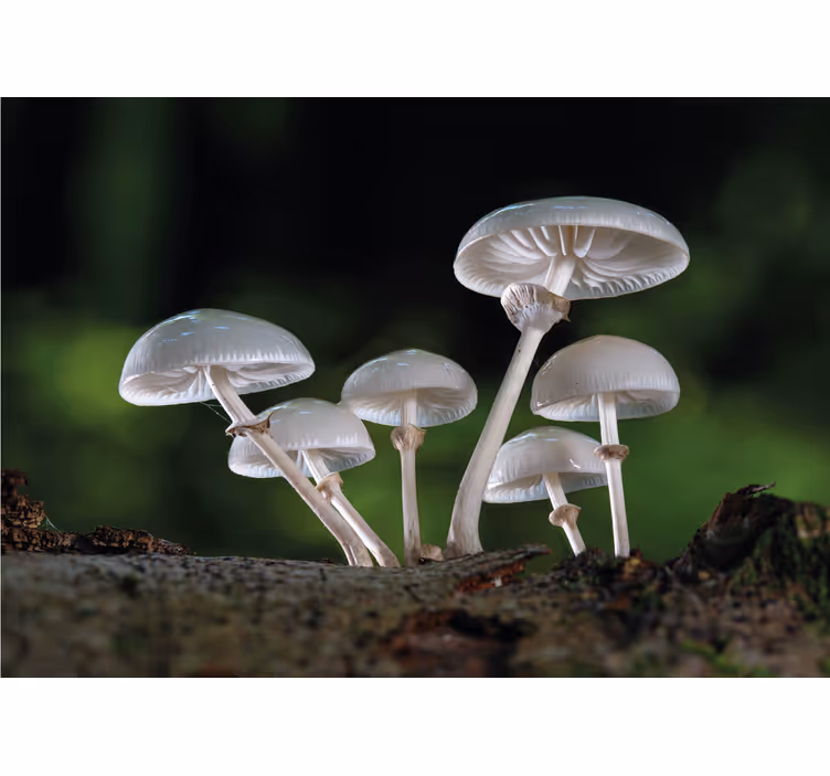 Fototapete natur pilzwachstum im cluster - TenStickers