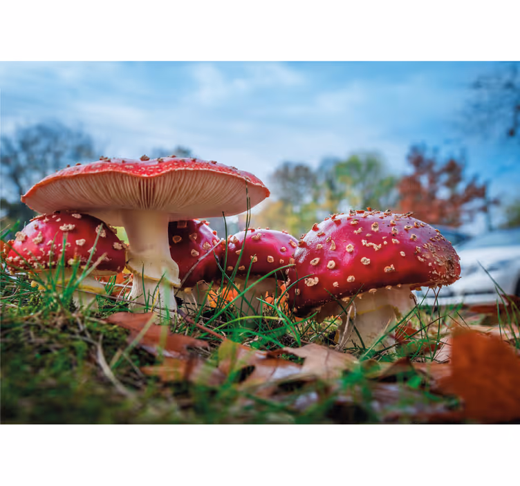 Fototapete natur rote pilze cluster - TenStickers