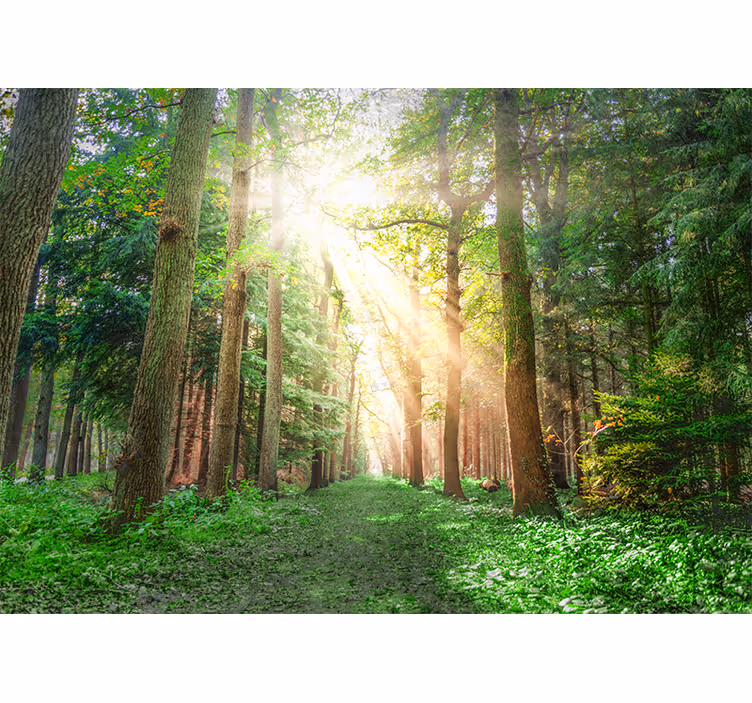 Fototapete wald ruhiger waldweg - TenStickers