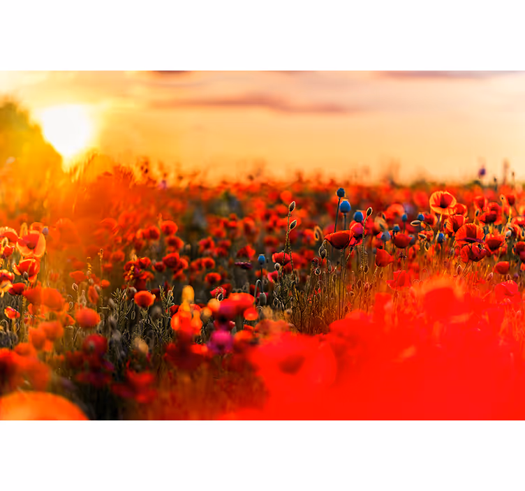 Fototapete Mohnblumen frühlingsfeld im sonnenuntergang - TenStickers