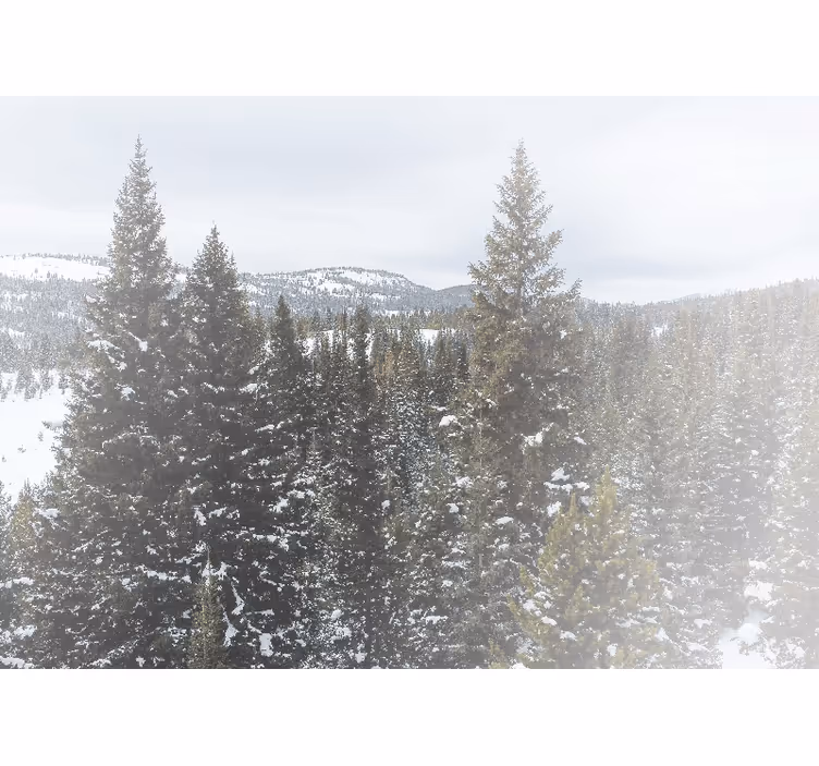 Fototapete natur schneebedeckte tannenlandschaft - TenStickers