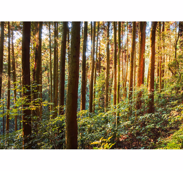 Fototapete wald üppiger grüner wald - TenStickers