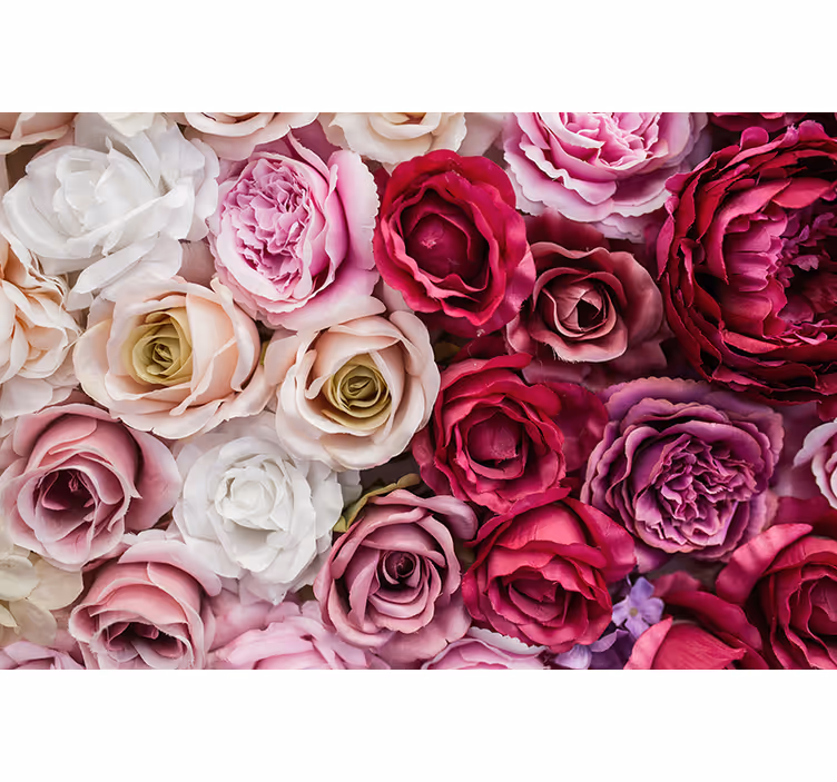 Fototapete blumen schöne rosen kollektion - TenStickers