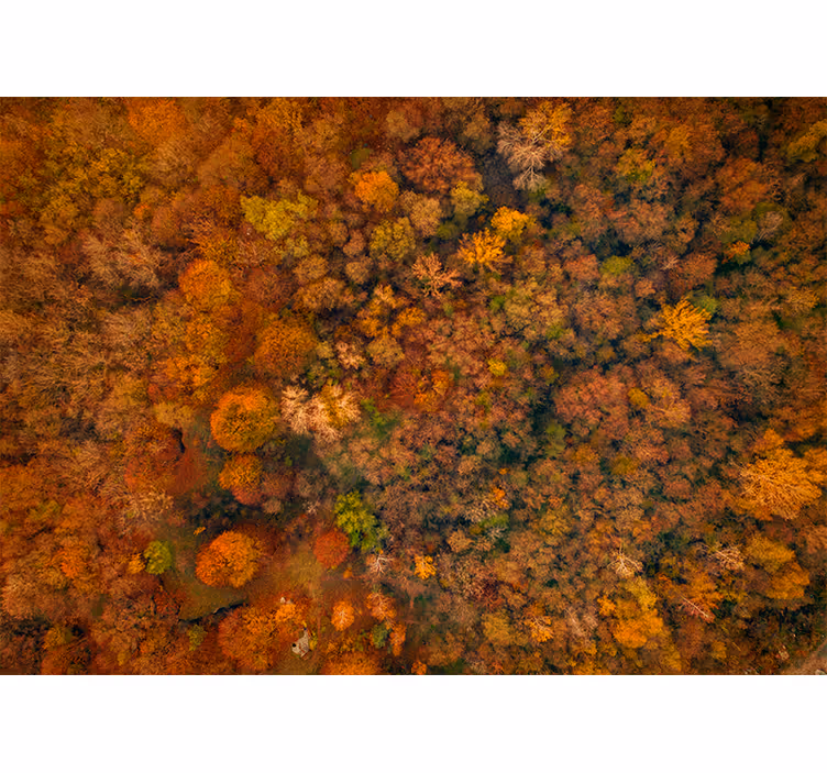 Fototapete natur herbstlaubansicht - TenStickers