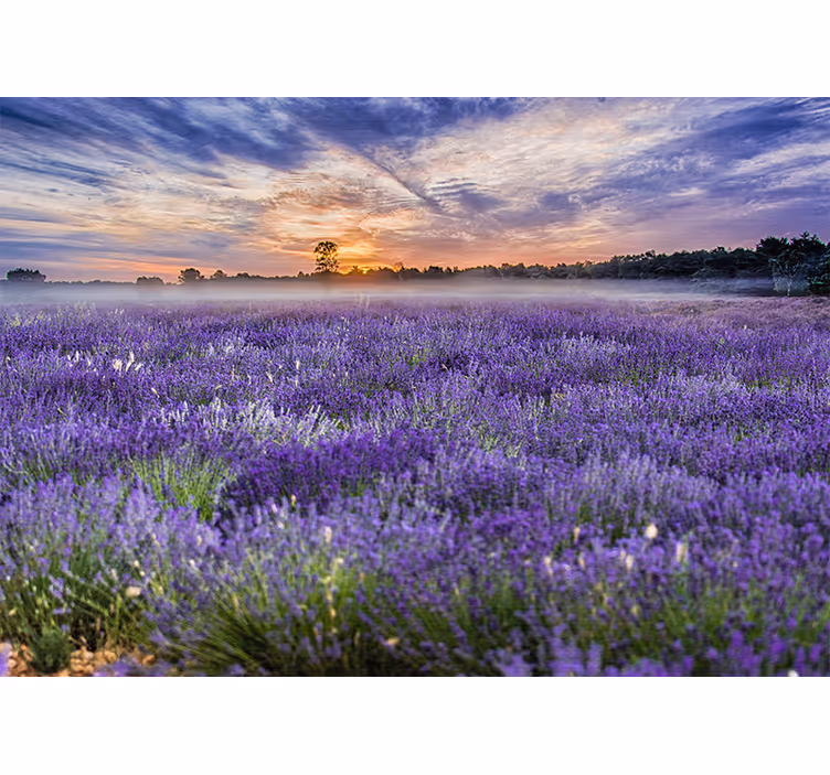 Fototapete blumen lavendelfeld im zwielicht - TenStickers