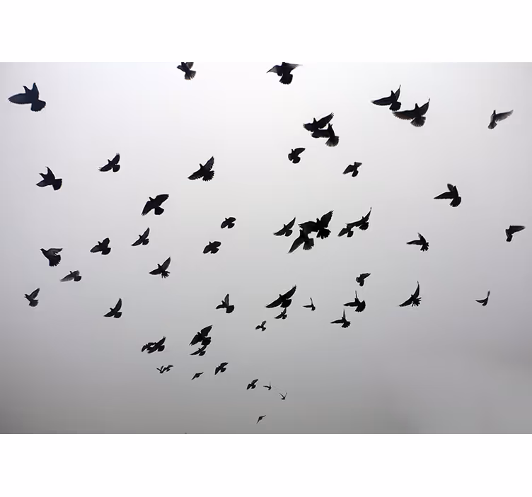 Fototapete tiere fliegende schwarze vögel - TenStickers