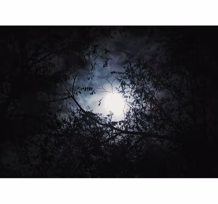 Fototapete natur mondlicht Äste - TenStickers