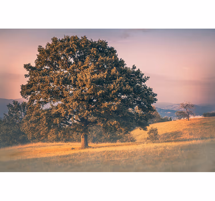 Fototapete natur eiche großbaum - TenStickers