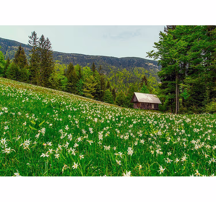 Fototapete natur ruhige landschaft im grünen - TenStickers